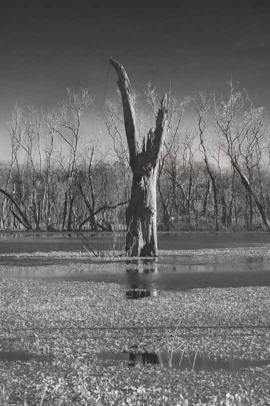 The wind-burnished husk of a dead tree stands in the watery marsh of Brazos Bend, Texas, it limbs upraised, as though in prayer, Gerard Harrison, Texas fine art photographer, Houston, Texas.