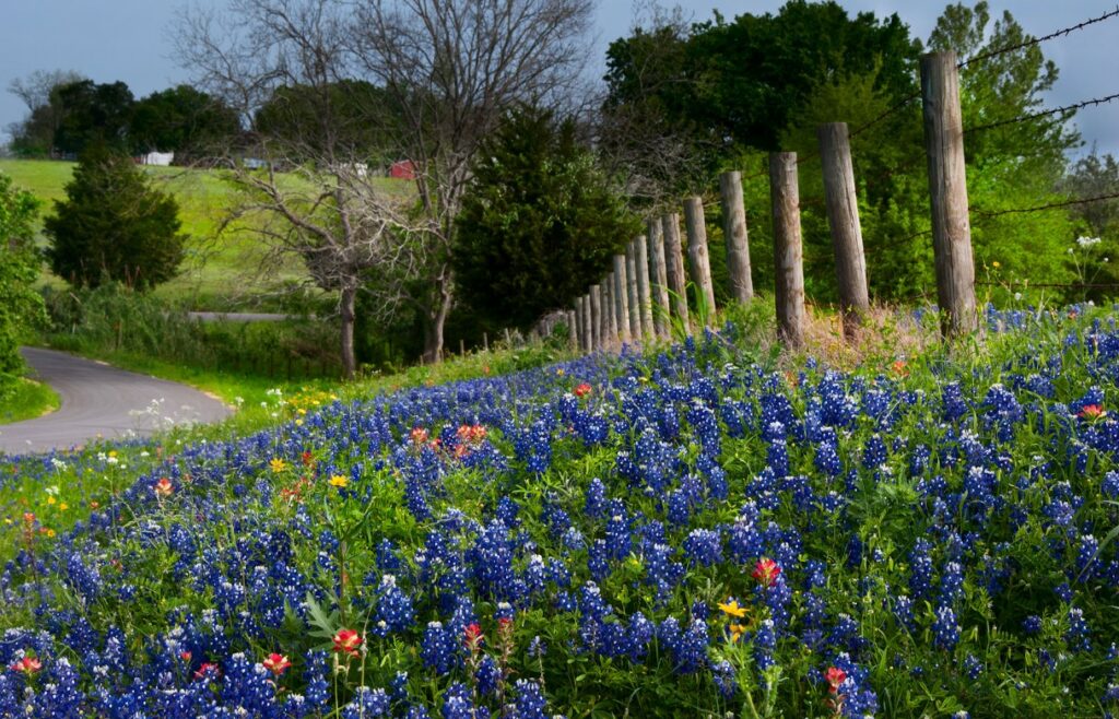 Texas bluebonnets along a country roand near Brenham in southeast Texas. Landscape photograph by Gerard Harrison