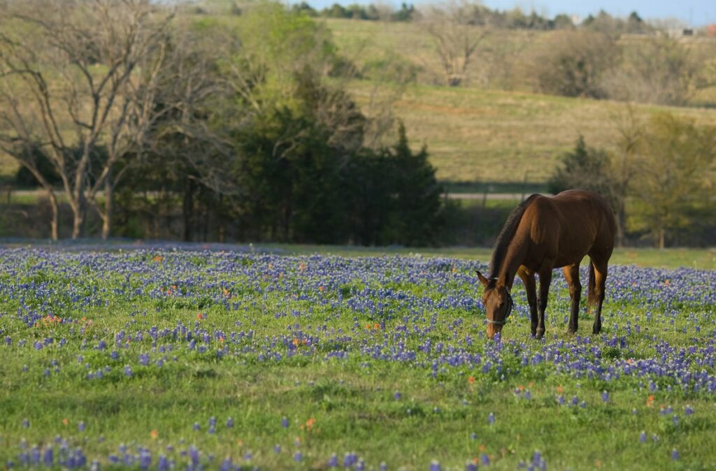 A horse grazes in a field of bluebonnets near Brenham, Texas. By Gerard Harrison, landscape photographer, Houston, Texas.
