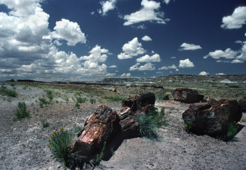 Ancient logs in the Petrified Forest, Arizona, lie in the desert, under a  vivid sky. Gerard Harrison, Houston fine art photographer