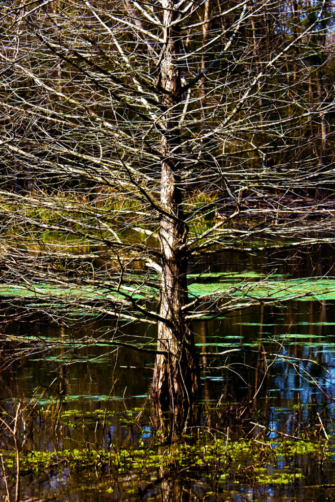 A small bald cypress in Brazos Bend State Park, Texas, surrounded by brilliant spring colors of green and gold.  Gerard Harrison, Houston fine art photographer