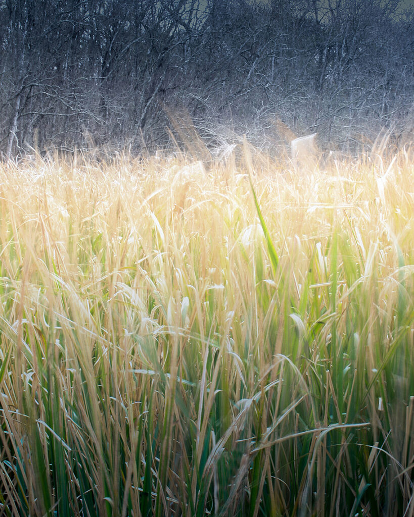 Sunlight flares in the gold tops of tall grasses. One spring morning in Texas. Gerard Harrison, Houston fine art photographer